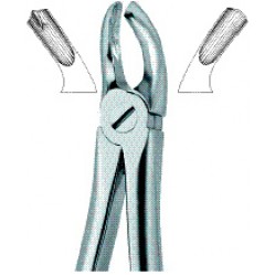 Molars,Right 17