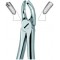 Molars,Right 17