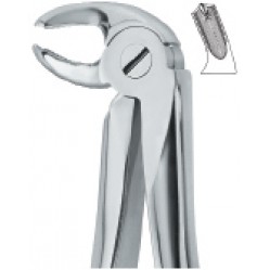 Lower Molars,Left 24