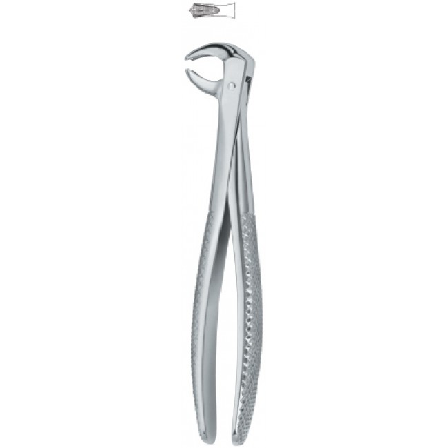 Molars 73
