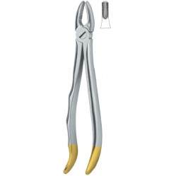 Incisors and cuspids 1