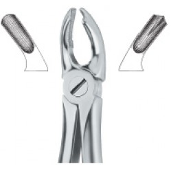 Molars , left 18