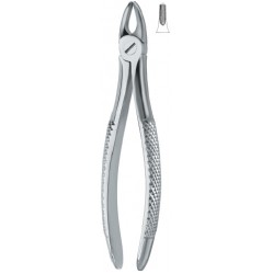 Incisors and bicuspids 37