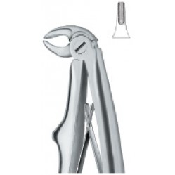Incisors 5