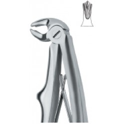 Molars 6